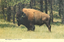 Postcard United States > SD - South Dakota > Bull Buffalo - Otros & Sin Clasificación