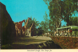 Postcard United States > CA - California > San Diego Reticulated Giraffe - San Diego