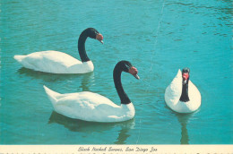 Postcard United States > CA - California > San Diego Zoo Black Necked Swans South America - San Diego