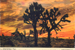 Postcard United States AZ - Arizona > Phoenix Giant Joshua Trees - Phoenix