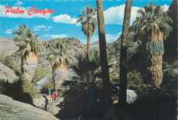 Postcard United States CA - California > Palm Springs Palm Canyon - Palm Springs