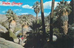 Postcard United States CA - California > Palm Springs Palm Canyon - Palm Springs