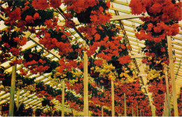 ETATS-UNIS - California - Santa Cruz - Begonia Gardens - Carte Postale Ancienne - Andere & Zonder Classificatie