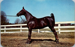 Kentucky Louisville The Kentucky Stock Farm Belle's Wonder Girl A Show Horse - Louisville