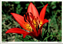 Canada Flowers Prairie Lily Or Western Red Lily - Cartoline Moderne