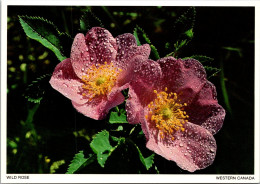 Canada Flowers The Wild Rose Or Prickly Rose - Cartoline Moderne