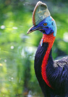 Vogelpark Walsrode (Bird Park), Germany - Cassowary - Walsrode