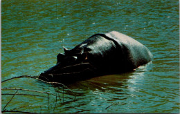 Hippopotamus Only Found In Africa - Flusspferde