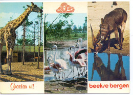 PK - Hilvarenbeek - Safaripark Beekse Bergen - Tilburg