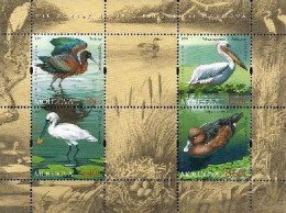 Moldova Moldavie Moldawien 2011 Rare Birds From The Red Book Set Of 4 Stamps With Labels In Block Mint - Pelikanen