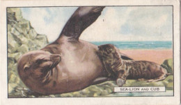 11 Sea Lion & Cub  - Wild Animals 1937  - Gallaher Cigarette Card - Original - Wildlife - Gallaher
