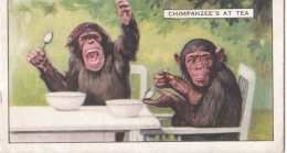 15 Chimpanzees At Tea - Wild Animals 1937  - Gallaher Cigarette Card - Original - Wildlife - Gallaher