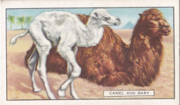 20 The Camel  - Wild Animals 1937  - Gallaher Cigarette Card - Original - Wildlife - Gallaher