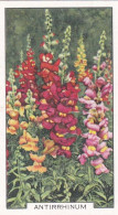 3 Antirrhinum   - Garden Flowers 1938 - Gallaher Cigarette Card - Original - - Gallaher