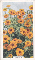 Zinnia  - Garden Flowers 1938 - Gallaher Cigarette Card - Original - - Gallaher