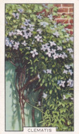 48 Clematis  - Garden Flowers 1938 - Gallaher Cigarette Card - Original - - Gallaher