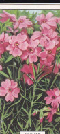 Phlox  - Garden Flowers 1938 - Gallaher Cigarette Card - Original - - Gallaher