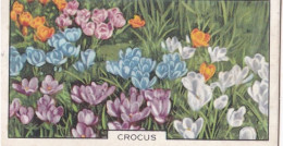 46 Crocus  - Garden Flowers 1938 - Gallaher Cigarette Card - Original - - Gallaher