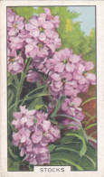 45 Stocks - Garden Flowers 1938 - Gallaher Cigarette Card - Original - - Gallaher