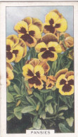 32 Pansies  - Garden Flowers 1938 - Gallaher Cigarette Card - Original - - Gallaher