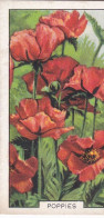 34 Poppies  - Garden Flowers 1938 - Gallaher Cigarette Card - Original - - Gallaher