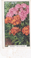 35 Sweet William  - Garden Flowers 1938 - Gallaher Cigarette Card - Original - - Gallaher