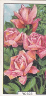 Roses  - Garden Flowers 1938 - Gallaher Cigarette Card - Original - - Gallaher