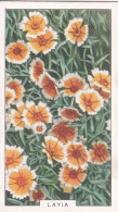 31 Layia - Garden Flowers 1938 - Gallaher Cigarette Card - Original - - Gallaher