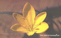 Turkey:Used Phonecard, Türk Telekom, 100 Units, Flower, 2003 - Türkei