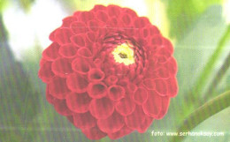 Turkey:Used Phonecard, Türk Telekom, 100 Units, Flower, 2003 - Türkei