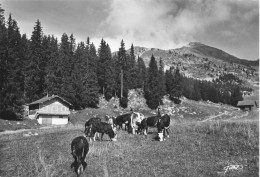 Mieussy * Les Pâturages Paisibles De Sommand Sous Les Ombrages De Haute Pointe - Mieussy