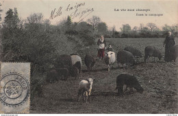 Cpa 1905 LA VIE AUX CHAMPS Dans La Campagne Gardeuses De Moutons Bergères ▬ Série B Dugas Et Cie - Viehzucht