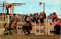 Canada Calgary The Calgary Stampede Wild Steer Decorating Event - Calgary