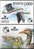 Belarus Belorussia Weissrussland 2009 Birdlife Grey Goose Stamp With Label Mint - Geese