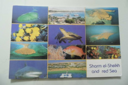 Cartolina Viaggiata "SHARM EL SHEIK AND RED SEA" Vedutine 2011 - Sharm El Sheikh