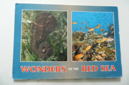 Cartolina Viaggiata "WONDER OF THE RED SEA" 2001 - Sharm El Sheikh