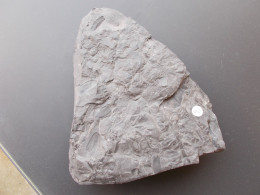 FLORE DU CARBONIFERE.ANNULARIA ELEGANS.NOYELLES LES LENS.MASSE.1.50kg. - Fossils