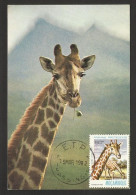 Mozambique Girafe Carte Maximum 1982 Cachet Massingir Giraffe Maxicard Moçambique - Girafes