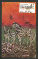 Afrique Du Sud Zèbre Carte Maximum Avec CPA South Africa Zebra Old PC Maxicard - Chevaux