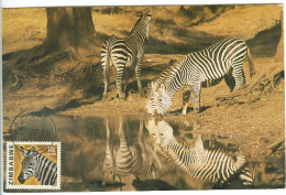 Zèbre Zimbabwe Rhodesia Rare Carte Maximum Zebra Rare Maxicard - Chevaux