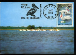 Pélican Roumanie Carte Maximum Non Oficielle WWF 1985 Pelican Romenia Non Oficcial WWF Maxicard - Pelicans