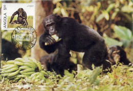 Angola Chimpanzé Commun Carte Maximum 1986 Cachet Cabinda Common Chimpanzee Maxicard - Schimpansen