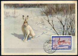 Russie URSS Lapin Polaire Carte Maximum Russia USSR Rabbit Polar Maxicard - Lapins