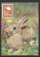 Macau Portugal Chine Année Lunaire Du Lapin Carte Maximum 1987 Macao China Lunar Year Of The Rabbit Maxicard - Conejos