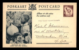 SUDAFRICA SOUTH AFRICA ENTERO POSTAL CALABAZA AGRICULTURA CALABASH - Agriculture