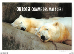 CPM HUMOUR COMIC " ON BOSSE COMME DES MALADES ! " # OURS # BEAR # BÄR # ORSO # OSO #- PHOTO ROBERT CUSHMAN HAYES - Orsi