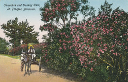Oleanders And Donkey Cart, St. Georges, Bermuda - Bermudes