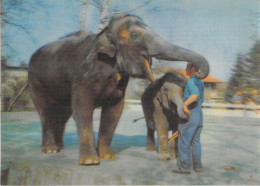 ANIMAUX - ELEPHANT - ELEPHANTS ET GARDIEN - CARTE EN RELIEF - Éléphants