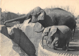 ANIMAUX - ELEPHANT - ELEPHANT D'ASIE FEMELLE ET JEUNE ELEPHANT D'AFRIQUE - PARC ZOOLOGIQUE DU BOIS DE VINCENNES - Éléphants