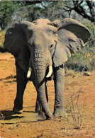 ANIMAUX - ELEPHANT - "FAUNE AFRICAINE" N°3552 - Éléphants